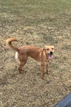Rescue Carolina Dog Dogs for Adoption in Holly Springs, Mississippi - Goldilocks | PetCurious