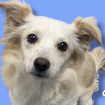 Chihuahua and Papillon Dogs Available for Adoption in Scottsdale, Arizona - Nimbus | PetCurious