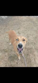 Yellow Labrador Retriever Dogs Available for Adoption in Vaudreuil-dorion, Quebec - Doe | PetCurious