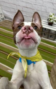 Beleze -  Mixed Breed Dog for Adoption in Detroit, Michigan - Beleze | PetCurious