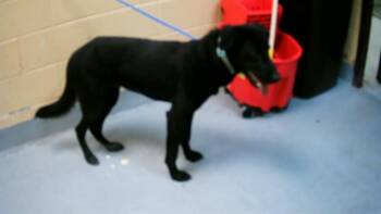 Rescue German Shepherd Dog and Mixed Breed Dogs for Adoption in Tulsa, Oklahoma - RUTH | PetCurious