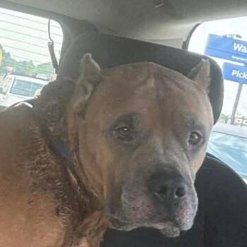Moby -  Pit Bull Terrier Dog for Adoption in Spring Hill, Kansas - Moby | PetCurious