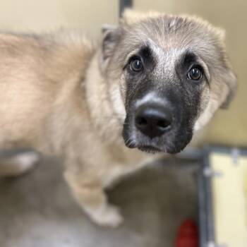 Spikey -  Anatolian Shepherd and Saint Bernard Dog for Adoption in Sioux City, Iowa - Spikey | PetCurious
