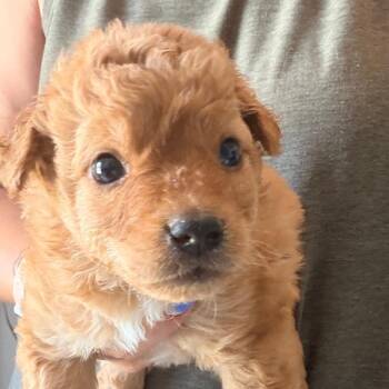Cheeto -  Golden Retriever and Maltese Dog for Adoption in Sacramento, California - Cheeto | PetCurious
