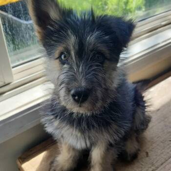 German Shepherd Dog Dogs Available for Adoption in Pacifica, California - Chewy | PetCurious