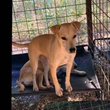 Raelyn -  Black Mouth Cur and Beagle Dog for Adoption in Boerne, Texas - Raelyn | PetCurious