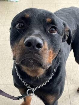 KHAN -  Rottweiler Dog for Adoption in Killeen, Texas - KHAN | PetCurious