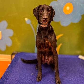 Emmett -  Black Labrador Retriever Dog for Adoption in Springboro, Ohio - Emmett | PetCurious