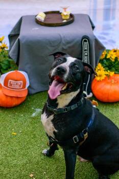 Nicholas -  Mixed Breed and Australian Cattle Dog Blue Heeler Dog for Adoption in Austin, Texas - Nicholas | PetCurious