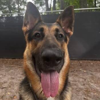 Dermond -  German Shepherd Dog Dog for Adoption in Columbia, South Carolina - Dermond | PetCurious
