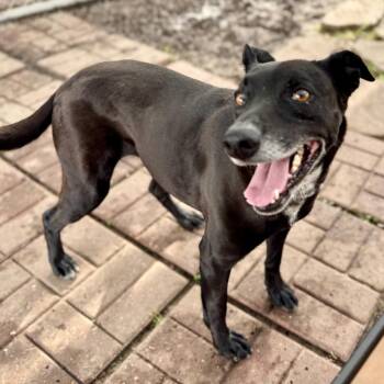 Labrador Retriever and Mixed Breed Dogs Available for Adoption - ELLA | PetCurious