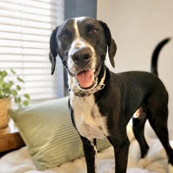 Cid -  Labrador Retriever Dog for Adoption in Austin, Texas - Cid | PetCurious