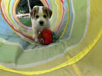 Rylee (Lee Litter) -  Australian Cattle Dog Blue Heeler and Great Pyrenees Dog for Adoption in New Albany, Ohio - Rylee (Lee Litter) | PetCurious