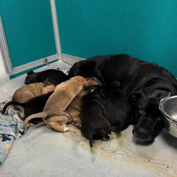 Labrador Retriever and Mixed Breed Dogs Available for Adoption in Milan, Illinois - Oona | PetCurious