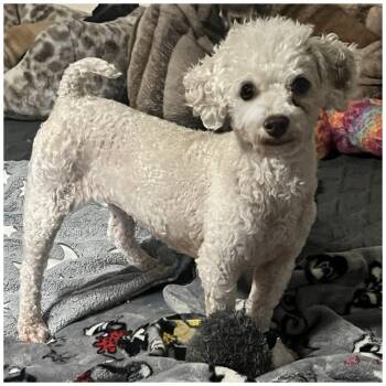 Skye -  Miniature Poodle Dog for Adoption in Clovis, California - Skye | PetCurious