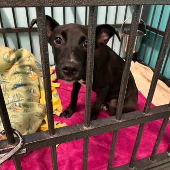 Miss Sacramento -  Terrier and Mixed Breed Dog for Adoption in St. Louis, Missouri - Miss Sacramento | PetCurious