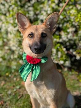 German Shepherd Dog Dogs Available for Adoption in Gulfport, Mississippi - Sequoia | PetCurious
