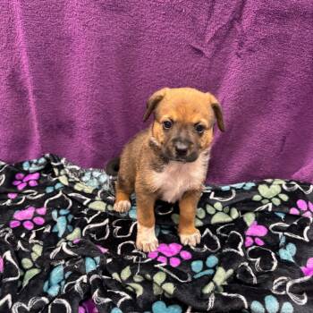 Rescue Mixed Breed Dogs for Adoption in Dallas, Texas - Penny | PetCurious