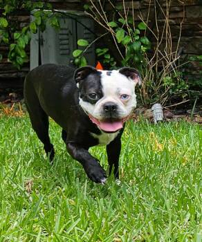 Gaston -  Boston Terrier Dog for Adoption in Marlboro Township, New Jersey - Gaston | PetCurious