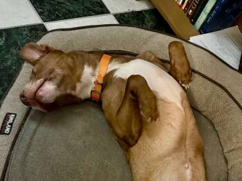Carmen -  Labrador Retriever Dog for Adoption in Ilderton, Ontario - Carmen | PetCurious