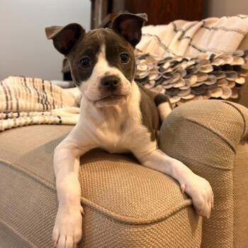 Boston Terrier Dogs Available for Adoption in La Grange, Kentucky - Liberty | PetCurious