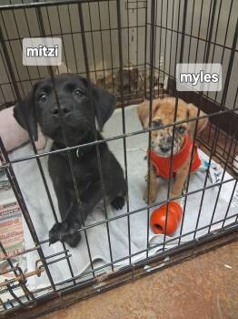 Rescue Labrador Retriever and Catahoula Leopard Dog Dogs for Adoption in Tylertown, Mississippi - Mitzi | PetCurious