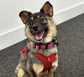 Penny -  German Shepherd Dog and Chihuahua Dog for Adoption in Danvers, Massachusetts - Penny | PetCurious