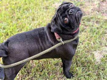 Lucy -  Pug Dog for Adoption in Silsbee, Texas - Lucy | PetCurious