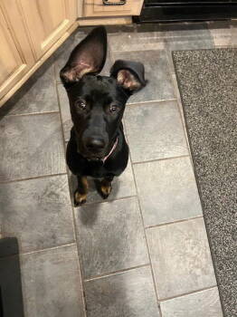 Rescue Weimaraner and Catahoula Leopard Dog Dogs for Adoption in Battle Ground, Washington - RAVEN | PetCurious