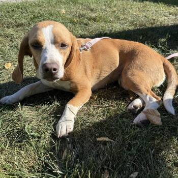 Lola -  Beagle Dog for Adoption in Idaho Falls, Idaho - Lola | PetCurious