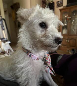 Maltese Dogs Available for Adoption in Sonora, California - Winnie | PetCurious