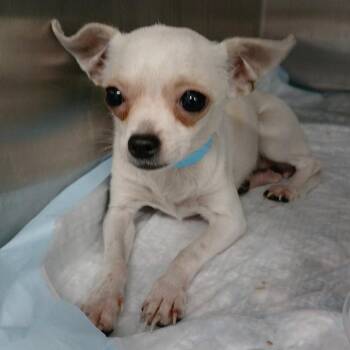 IVHS-Stray-141852 #3 -  Chihuahua and Mixed Breed Dog for Adoption in San Gabriel, California - IVHS-Stray-141852 #3 | PetCurious