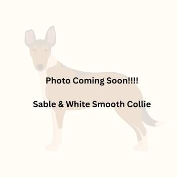 Arnie -  Smooth Collie Dog for Adoption in Dublin, Ohio - Arnie | PetCurious