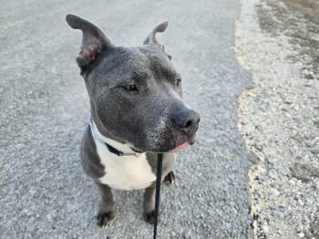 American Staffordshire Terrier Dogs Available for Adoption in Mico, Texas - Diesel  | PetCurious