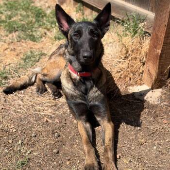 Sasha - Courtesy Post -  Belgian Shepherd Malinois Dog for Adoption in San Diego, California - Sasha - Courtesy Post | PetCurious