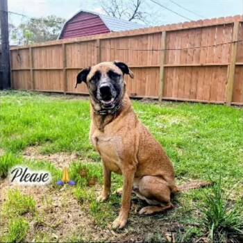 Belgian Shepherd Malinois Dogs Available for Adoption - Jasper | PetCurious