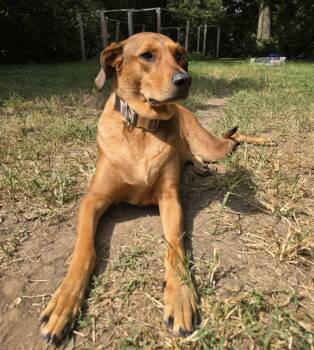 Freya -  Great Pyrenees and Doberman Pinscher Dog for Adoption in Independence, Missouri - Freya | PetCurious