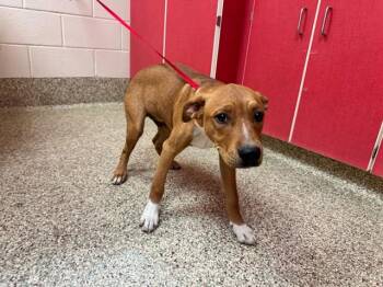 Australian Cattle Dog Blue Heeler Dogs Available for Adoption in Colorado Springs, Colorado - BRIAN O