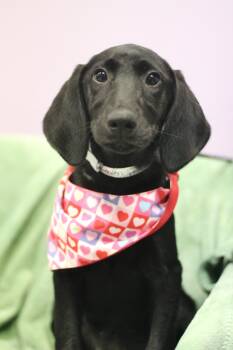 Raven in NH. Come Meet our Adoptable Dogs Wednesday-Saturday. Mo -  Black Labrador Retriever Dog for Adoption in Manchester, New Hampshire - Raven In NH. Come Meet Our Adoptable Dogs Wednesday-Saturday. Mo | PetCurious