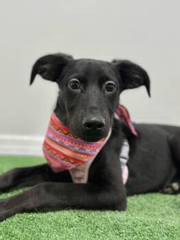 Luz-One of our Amazing Rescue Dogs -  Labrador Retriever and Mixed Breed Dog for Adoption in Carlsbad, California - Luz-One Of Our Amazing Rescue Dogs | PetCurious