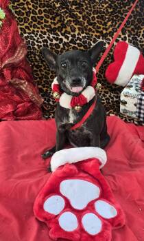 Chihuahua Dogs Available for Adoption - Lunetta WV6944-T LOCAL Adoption Event In Woodinville 2/22 | PetCurious