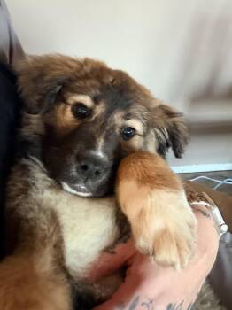 Shepherd and Great Pyrenees Dogs Available for Adoption in Polson, Montana - Patti | PetCurious