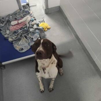 Trevor pond -  Mixed Breed Dog for Adoption in Spruce Pine, North Carolina - Trevor Pond | PetCurious