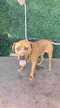 61171676 -  Pit Bull Terrier and Mixed Breed Dog for Adoption in El Paso, Texas - 61171676 | PetCurious