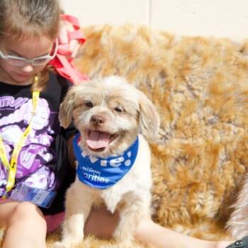 JAYCE -  Shih Tzu and Mixed Breed Dog for Adoption in Waterford, New Jersey - JAYCE | PetCurious