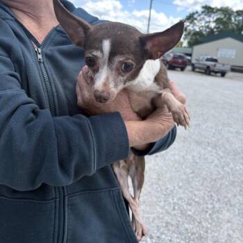 Chihuahua Dogs Available for Adoption in Normal, Illinois - Kaitlyn | PetCurious