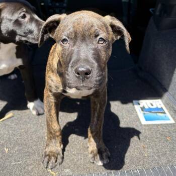 Maverick -  Mixed Breed Dog for Adoption in Redwood Valley, California - Maverick | PetCurious
