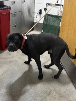 LUDWIG -  Boxer and Mixed Breed Dog for Adoption - LUDWIG | PetCurious