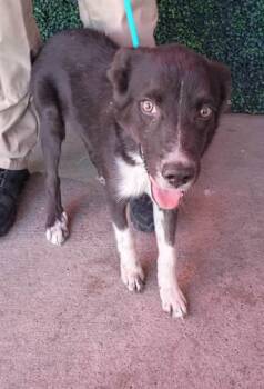 61230007 -  Shepherd and Mixed Breed Dog for Adoption in El Paso, Texas - 61230007 | PetCurious