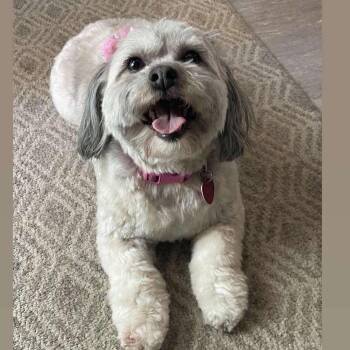 Luna -  Wheaten Terrier and Poodle Dog for Adoption - Luna | PetCurious